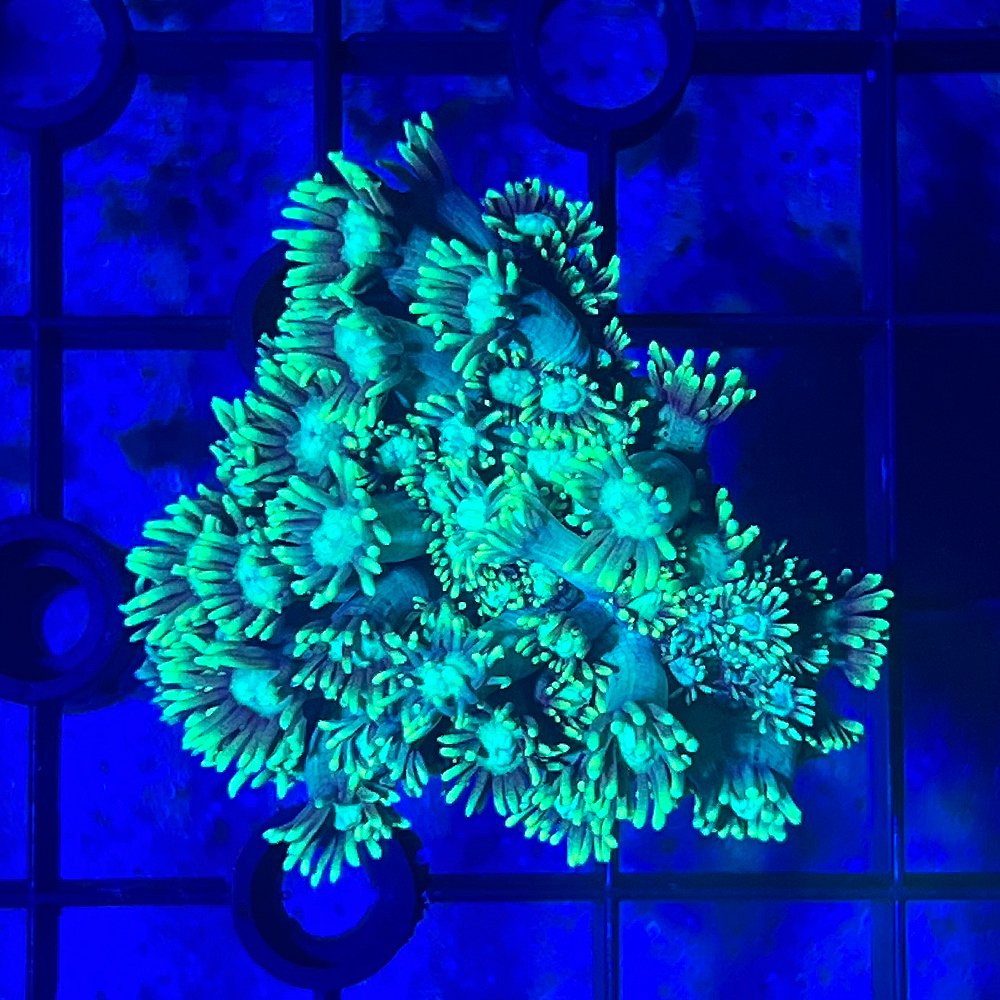 （サンゴ）コモチハナガササンゴ　グリーン　プラグ付き（１個）　ｙ－２５　ＣＲＣ26―50―40―30―70