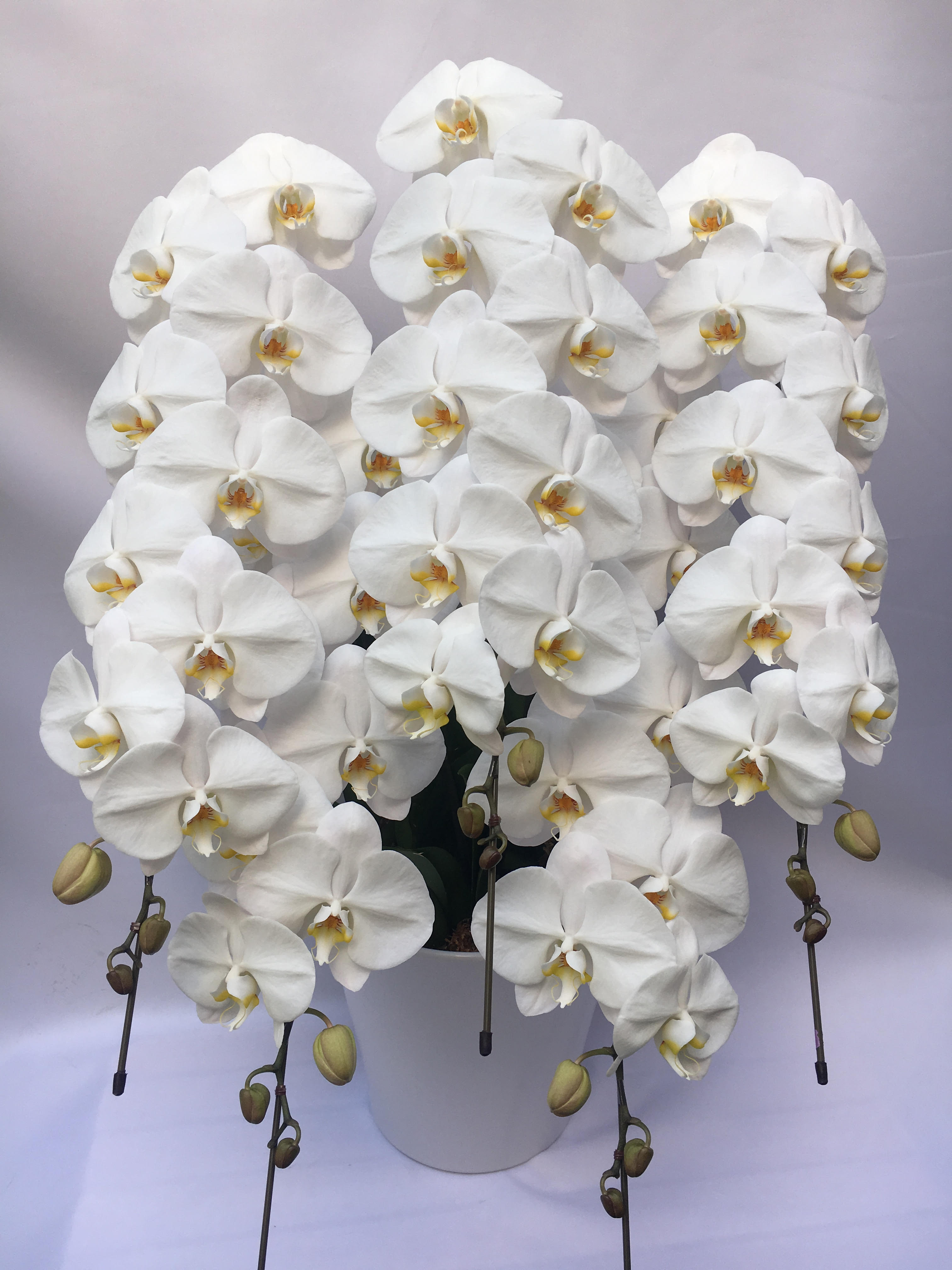 商品ID 2694 胡蝶蘭　白　５本立ち　生花