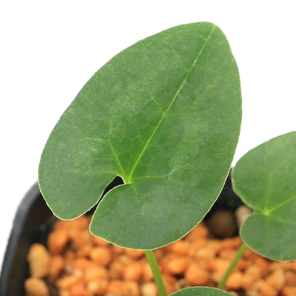 （山野草）カンアオイ（寒葵）チゴカンアオイ（稚児寒葵）　青軸準素心　３号（１ポット）　ＣＲＣ15―35―40―00―00