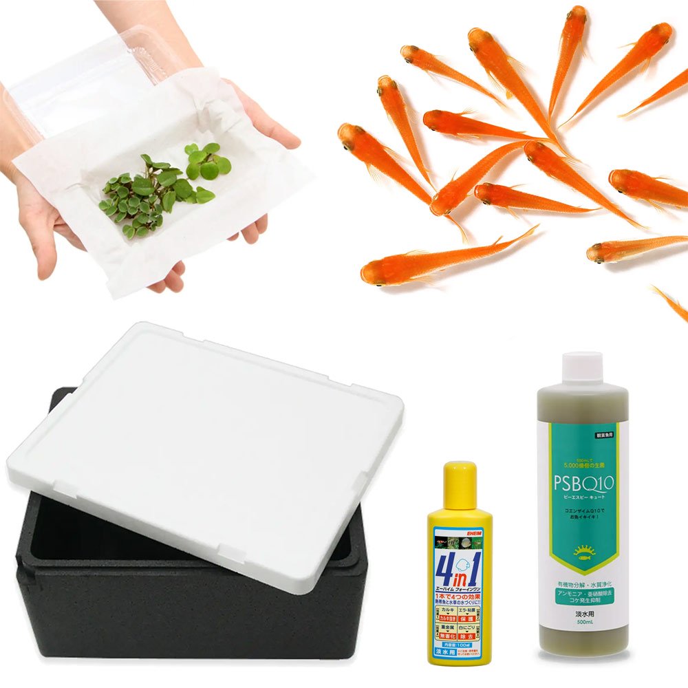 （めだか）（水草）私の小さなアクアリウム　楊貴妃メダカと発泡スチロール（黒）で飼育セット　説明書付き　本州四国限定　お一人様３点限り　ＣＲＣ60―43―20―20―00