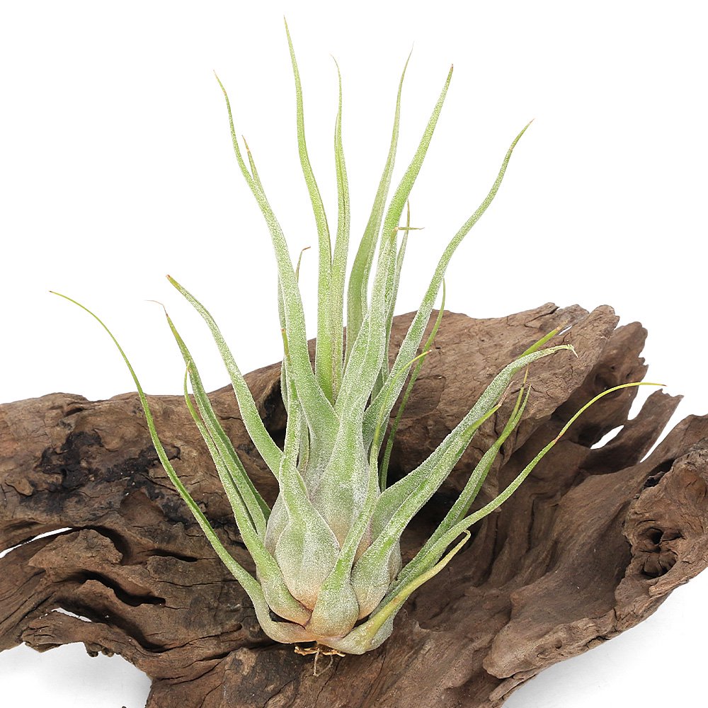 （観葉植物）エアープランツ　チランジア　セレリアナハイブリット（１株）　ＣＲＣ15―50―10―00―00