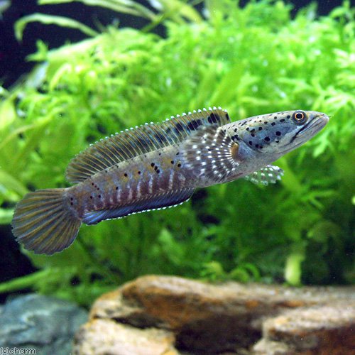 （熱帯魚）チャンナ・オルナティピンニス（１匹）　北海道・九州航空便要保温　ＣＲＣ13―32―20―00―00