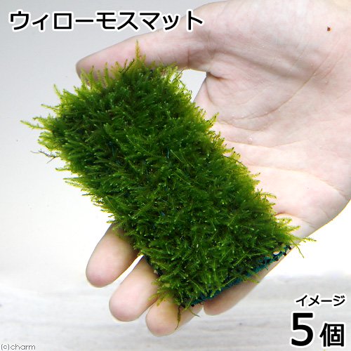 （水草）育成済　ウィローモス　マット（５個）　１０ｃｍX５ｃｍ　国産無農薬　前景草　置くだけ　小型水槽　アクアリウム　入門種　北海道航空便要保温　ＣＲＣ12―18―15―57―00