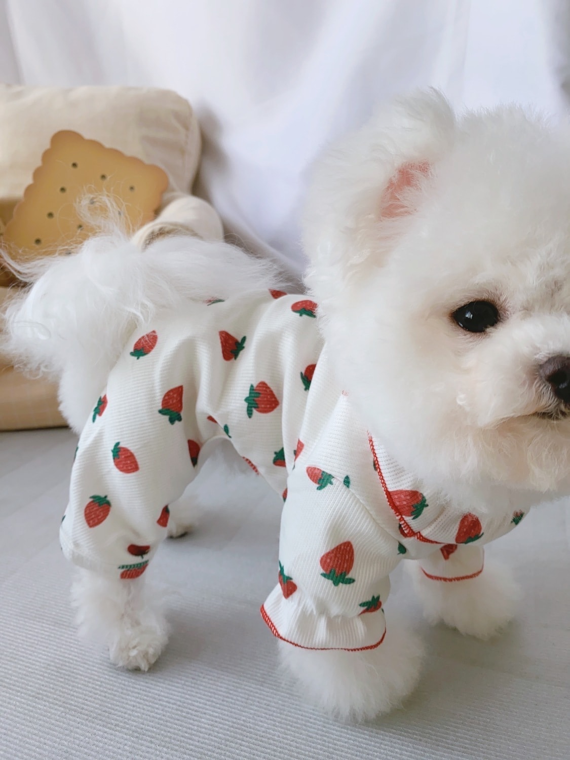 春と秋の犬服テディボーミペットのコキシナレビーベア秋服 可愛らしい 薄い 秋 犬服
