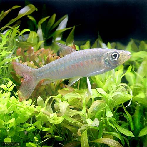 （熱帯魚）スポットピンクテール・カラシン（ワイルド）（１匹）　北海道航空便要保温　ＣＲＣ13―20―12―00―00