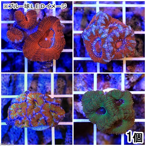 （サンゴ）オーストラリア産　カクオオトゲキクメイシ　おまかせカラー　プラグ付き（１個）　ｙ－１２　ＣＲＣ26―50―40―30―70