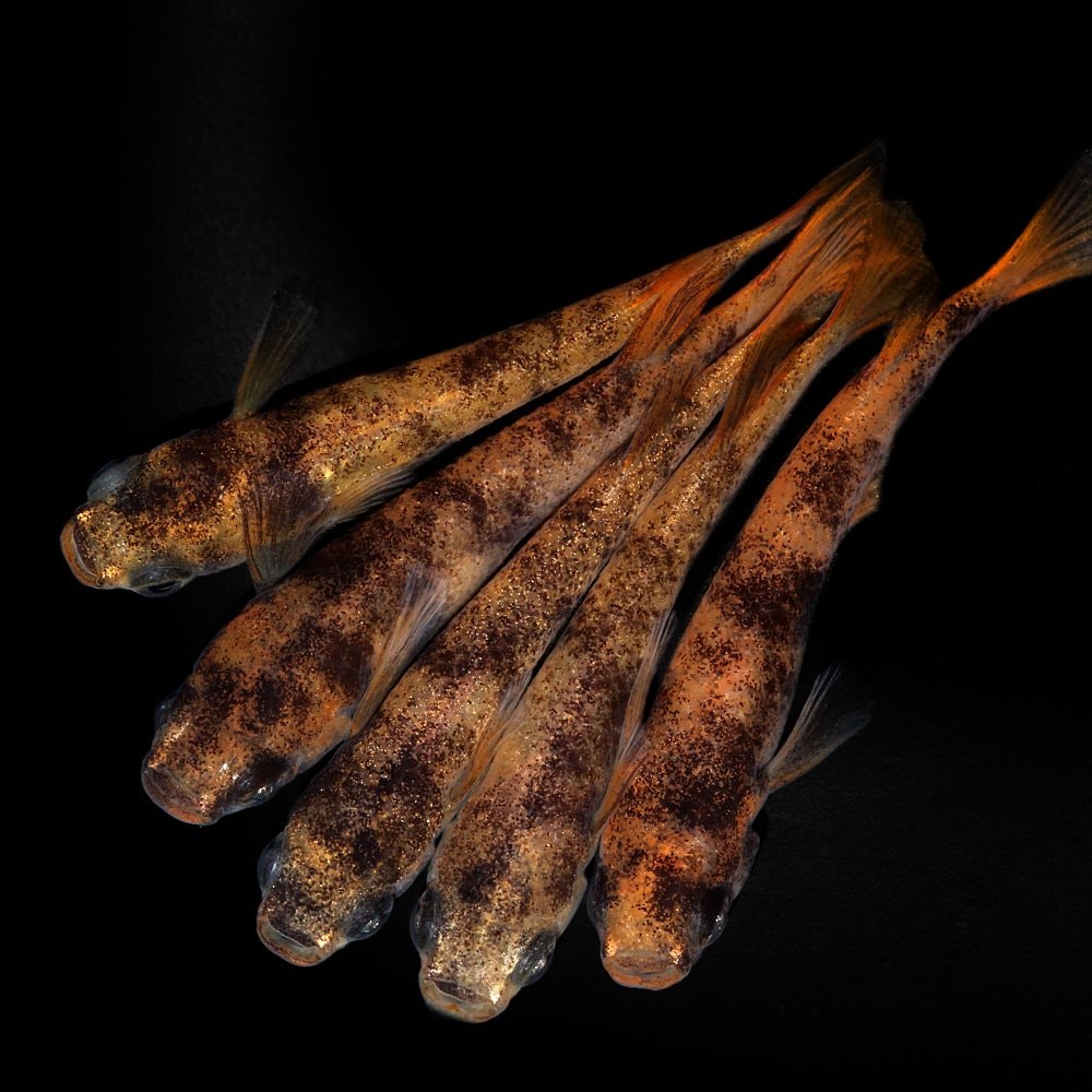 （めだか）和墨錆虎アースアイメダカ（５匹）　ＣＲＣ60―20―22―70―30