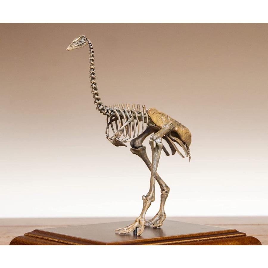 VWUVWU エピオルニス 鳥類 絶滅 古生物 化石 リアル 骨格 フィギュア プラモデル 科学 模型 プレゼント プレミアム オリジナル 飾り 完成品 オブジェ 台座付き
