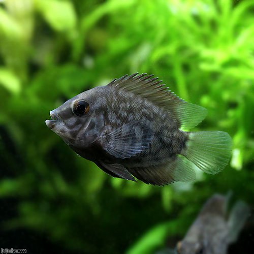 （熱帯魚）トライアングル・シクリッド（１匹）　北海道航空便要保温　ＣＲＣ13―28―22―99―00