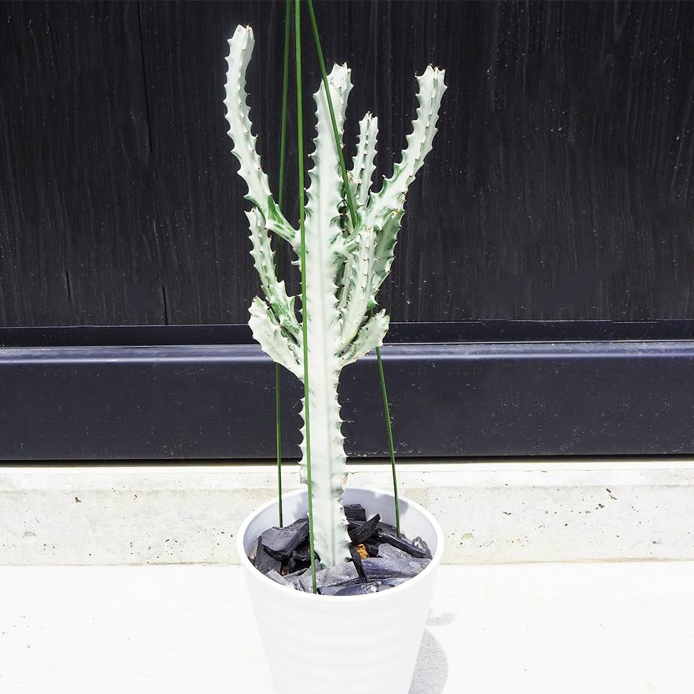 ＩＴＡＮＳＥ ユーフォルビア ホワイトゴースト 7号 1個売り 品種で選べる多肉植物 トウダイグサ科ユーフォルビア属 非耐寒性多肉植物 名の通り 白い幽霊 を思わせる ユニークな姿形が魅力です
