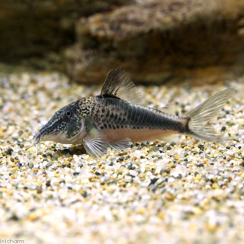 （熱帯魚）コリドラス・フォーレリー（ワイルド）（１匹）　北海道・九州航空便要保温　ＣＲＣ13―36―60―00―00