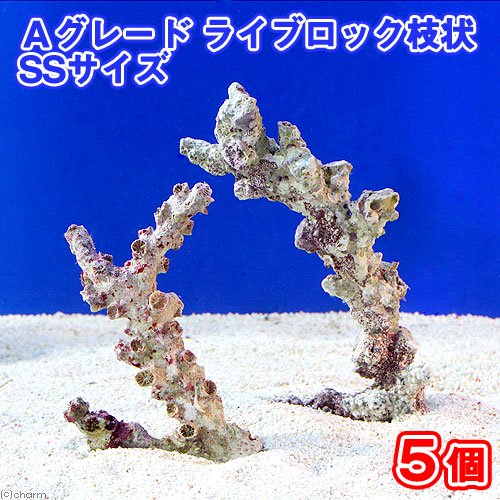 （海水魚）Ａグレードライブロック　枝状ＳＳサイズ（５個）（形状お任せ）　北海道・九州航空便要保温　ＣＲＣ26―55―50―20―00