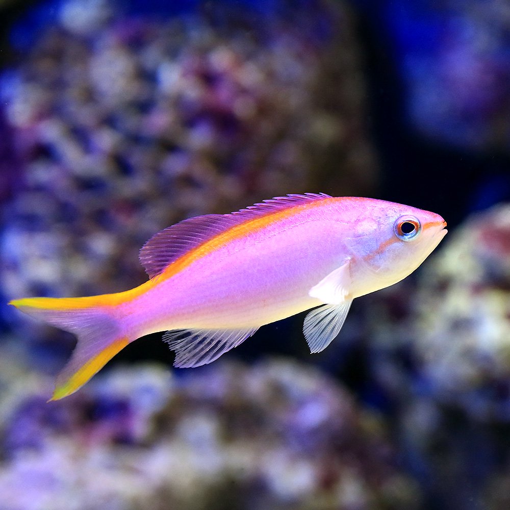 （海水魚）パープルクィーンアンティアス（３匹）　北海道・九州航空便要保温　ＣＲＣ26―30―20―00―00