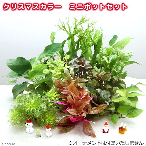 （水草）クリスマスカラー　おまかせレイアウトセット（水上葉）（１セット）　ＣＲＣ12―23―60―00―00