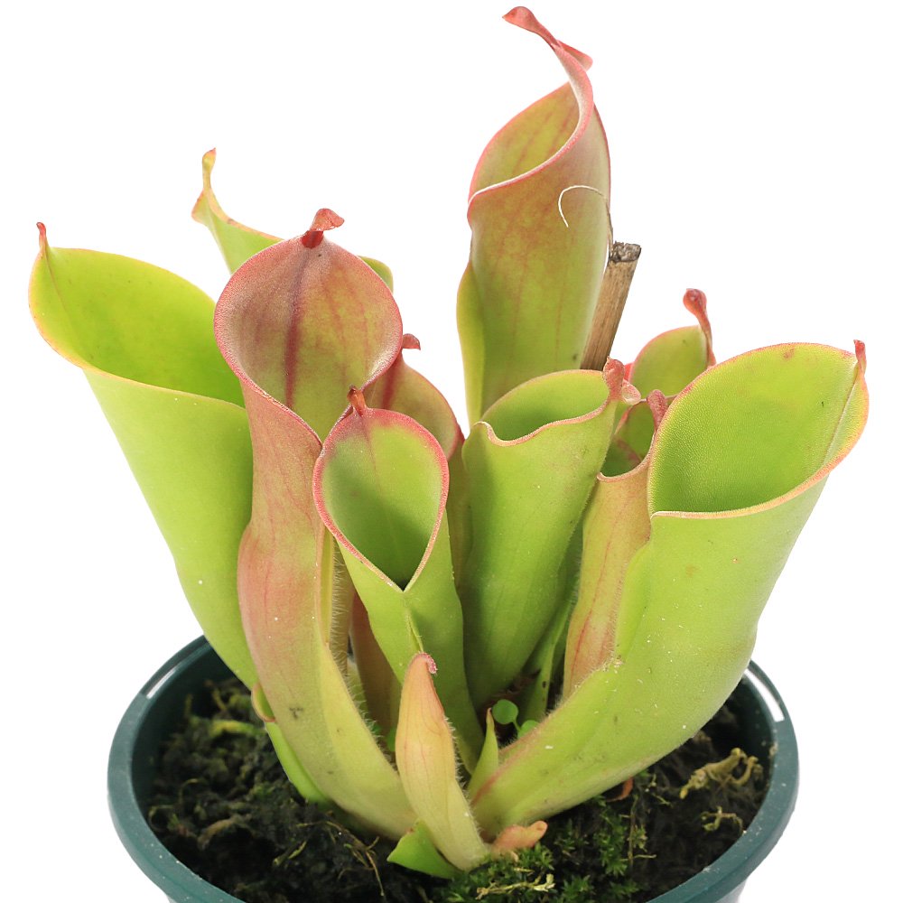 (食虫植物)サラセニア ヘリアンフォラ ヘテロドクサXミノール 2号(1ポット) CRC15―40―20―00―00