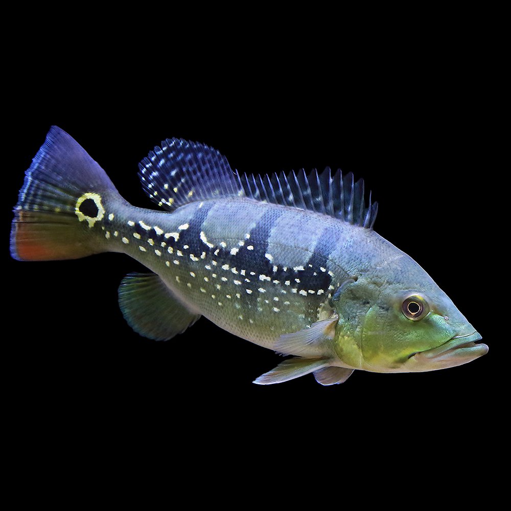 （熱帯魚）キクラ・オリノセンシス（オリノコエンシス）Ｍサイズ（ブリード）（１匹）　北海道・九州航空便要保温　ＣＲＣ13―28―22―20―00