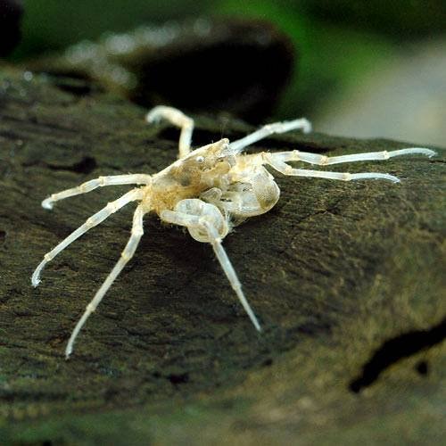 (エビ・カニ)ミクロスパイダー・クラブ(10匹) 北海道・九州航空便要保温 CRC13―84―20―10―00