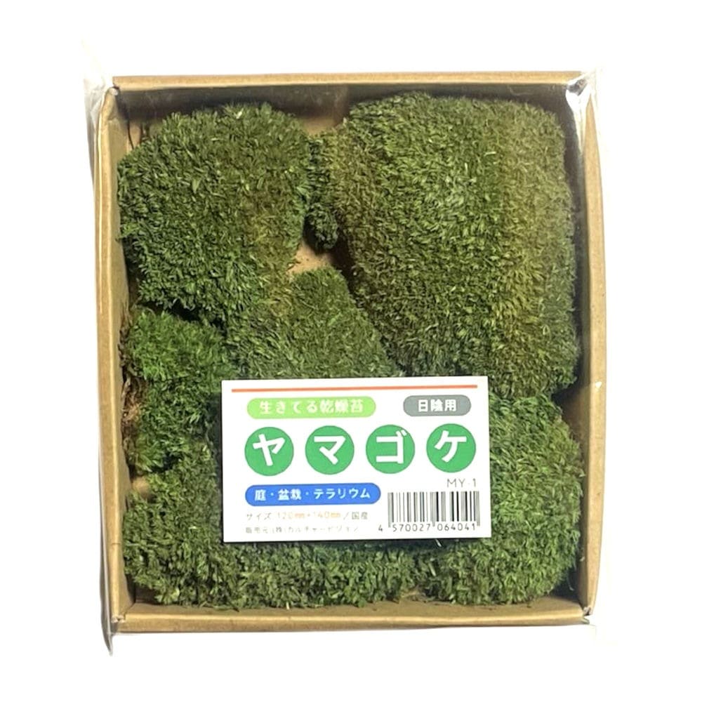 ヤマゴケ 120×140mm【3個セット】庭園 造園 盆栽 苔 ジオラマ テラリウム コケリウム 緑化 インテリア グリーン モスパネル モスウォール 花材 日本製