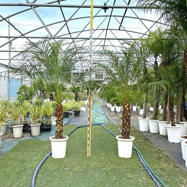 ロベヤシ フェニックス・ロベレニー ヤシ ヤシの木 パームツリー 椰子 ロベ シンノウヤシ 観葉植物 お祝 新築祝い 開店祝い シンボルツリー 140-160cm