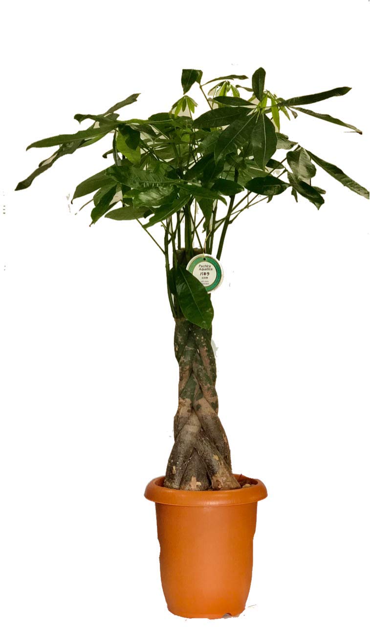 観葉植物 パキラ 5本編み 8号 A級品 カゴ鉢カバー 受け皿付 中型 開店祝い 開業祝いに