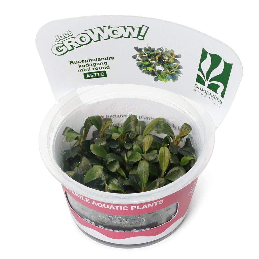 （水草）組織培養ＧＲＯＷＯＷ！　ブセファランドラｓｐ．クダガン　ミニ　ラウンド（無農薬）（１カップ）　ＣＲＣ12―50―40―00―00