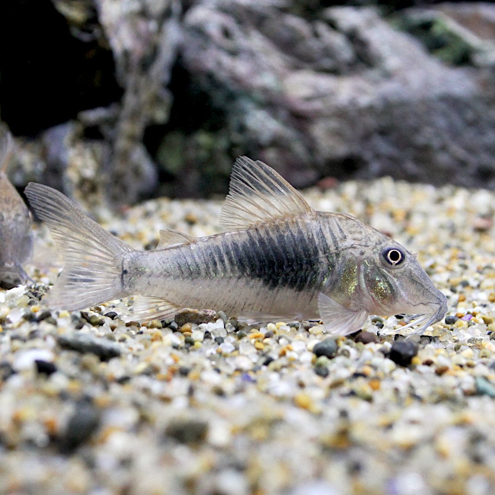 （熱帯魚）コリドラス・ロンドニア７（ワイルド）（１匹）　北海道・九州航空便要保温　ＣＲＣ13―36―60―00―00 12,177円