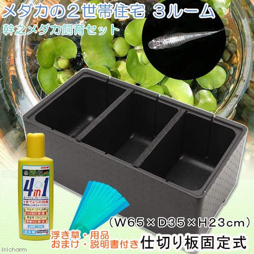（めだか）（浮草）メダカの２世帯住宅　３ルーム　幹之メダカ飼育セット　説明書付き＆木枠＋ネット　おまけ付き　本州四国限定　ＣＲＣ60―43―20―10―00