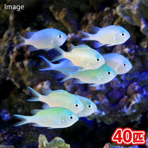 （海水魚）デバスズメダイ　Ｍサイズ（４０匹）　北海道・九州航空便要保温　ＣＲＣ26―30―18―00―00