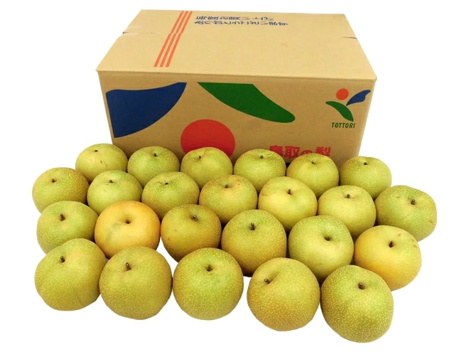 鳥取県 =秋甘泉梨= 訳あり 約10kg 大きさおまかせ 予約 9月以降