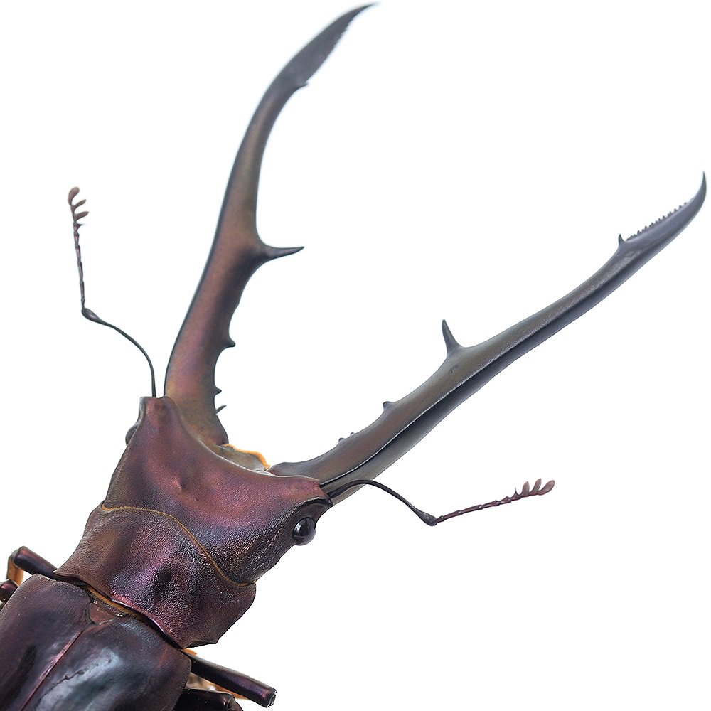 （昆虫）メタリフェルホソアカクワガタ　パープル系　ペレン産　成虫　７０ー７４ｍｍ（１ペア）　北海道・九州航空便要保温　ＣＲＣ18―25―20―30―10