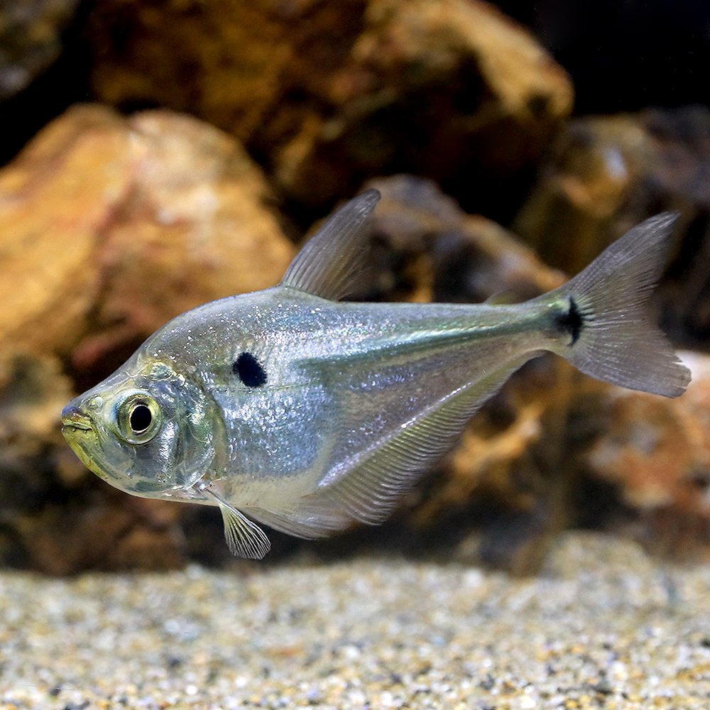 （熱帯魚）アカントカラックス　ミクロピレス　ペルー（１匹）　北海道航空便要保温　ＣＲＣ13―20―12―00―00 8,887円