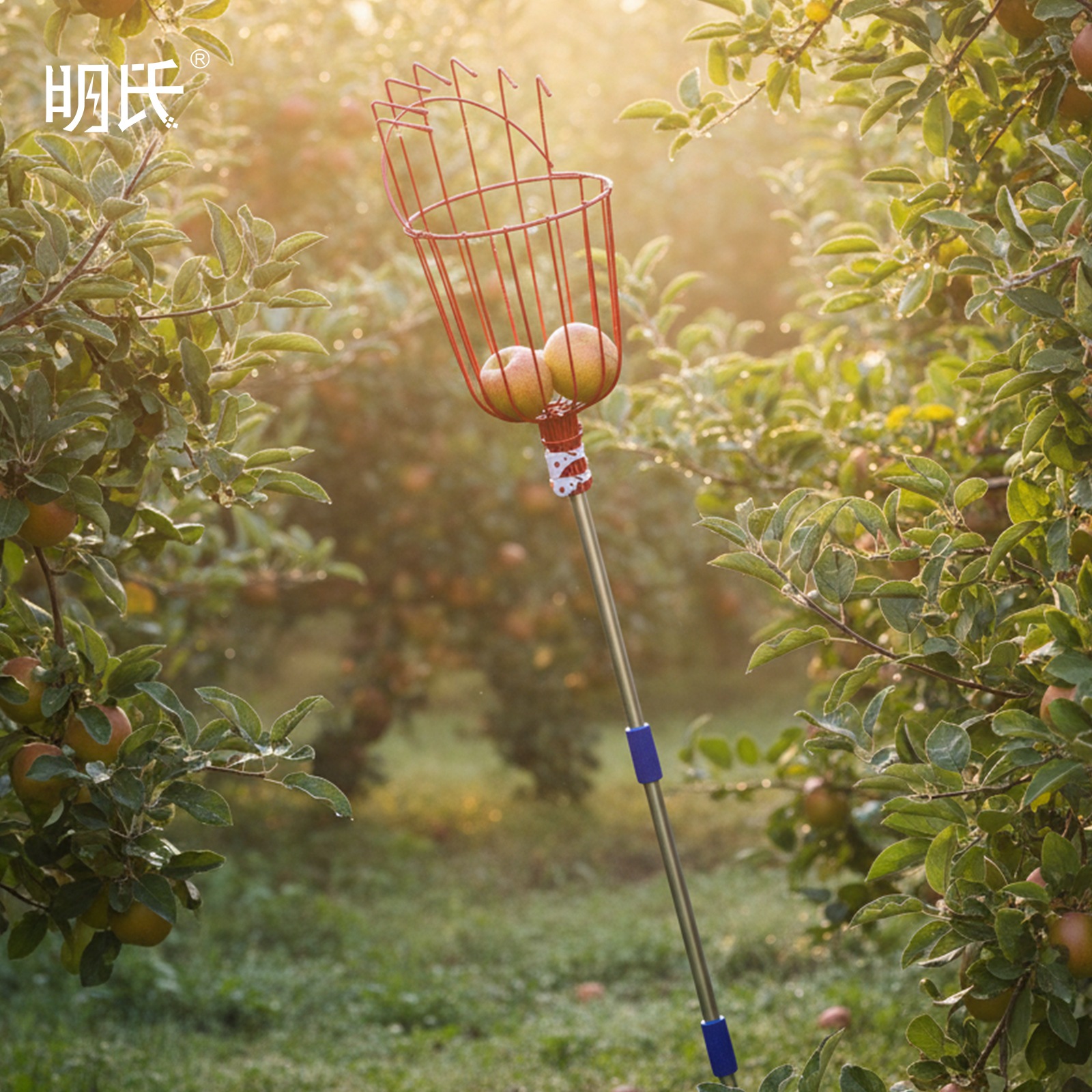 柿取り棒 伸縮式 1.6m 4 節ポール フルーツピッカー バスケット 果物収穫用