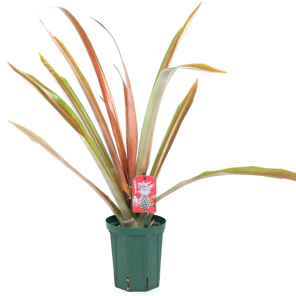 （観葉植物）果樹苗　沖縄　レッドパイン　ミラ　６号（１ポット）　品種登録出願中　家庭菜園　果物　フルーツ　ＣＲＣ15―75―10―25―00