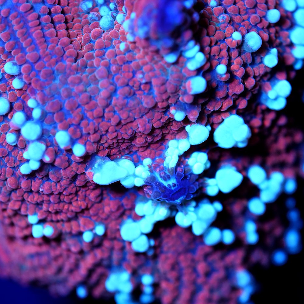 （サンゴ）フラグサンゴ　インドネシア産　ディスクコーラル　レッドデビルマッシュルーム　ポリカプラグ付き（１個）ｗｈ‐５２　ＣＲＣ26―50―80―00―00