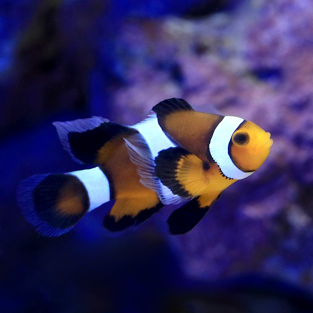 （海水魚）ロングフィンペルクラクラウン（ブリード）（１匹）　ＣＲＣ26―30―16―20―00