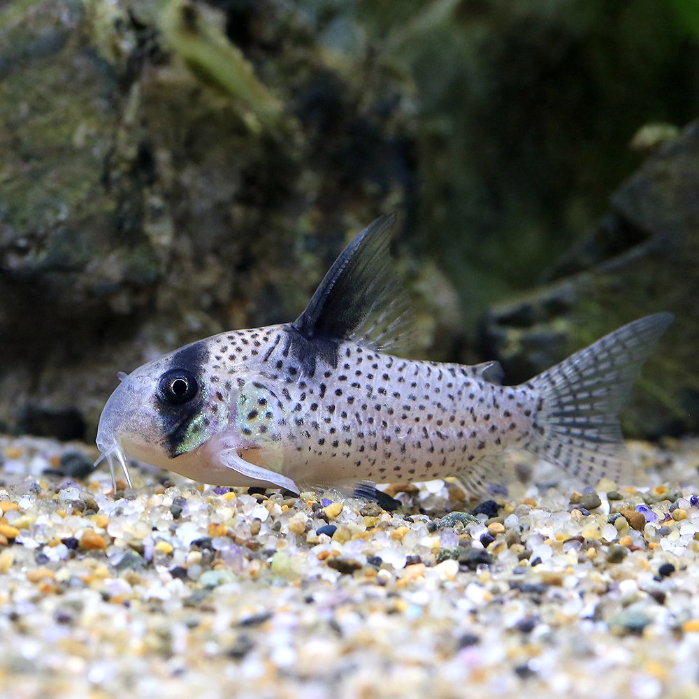 （熱帯魚）コリドラス・ユウナ　ローライマ（ブリード）（１匹）　北海道・九州航空便要保温　ＣＲＣ13―36―20―00―00