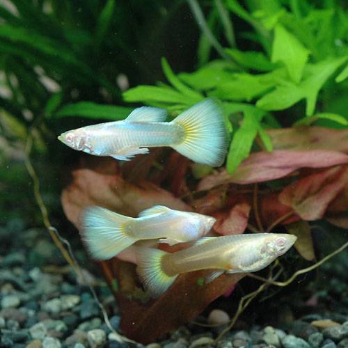 （熱帯魚）ＲＲＥＡ・ドイツイエロータキシード・グッピー（国産グッピー）（３ペア）　北海道航空便要保温　ＣＲＣ13―12―38―00―00