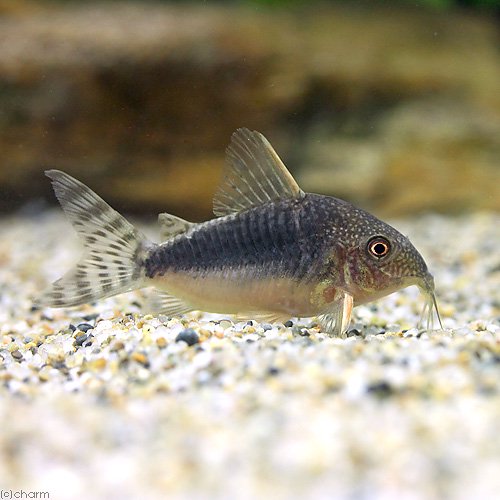 （熱帯魚）コリドラス・ファインスポットゴッセイ（ワイルド）（１匹）　北海道・九州航空便要保温　ＣＲＣ13―36―20―00―00