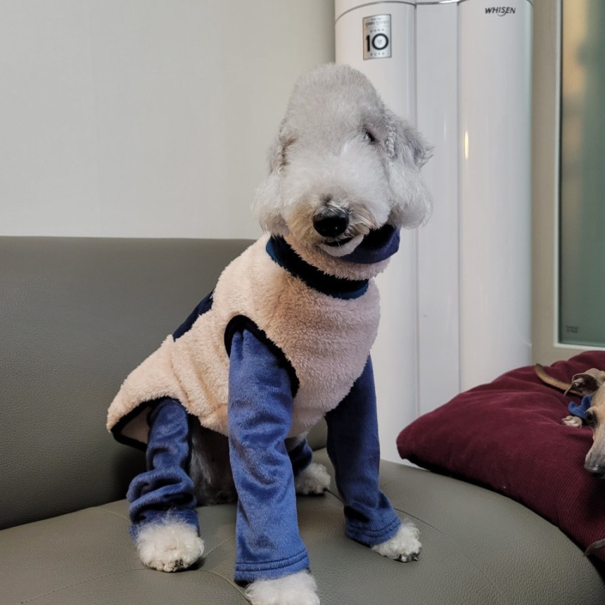 ベドリントンテリア服 2XL ボア フリースジップアップ ベスト 大型犬 秋冬 イタリアングレーハウンド服 犬服