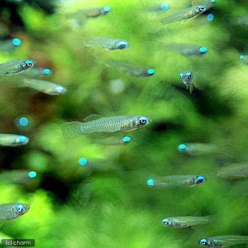 （熱帯魚）アフリカン・ランプアイ　Ｓサイズ（１００匹）　北海道・九州航空便要保温　ＣＲＣ13―17―10―00―00