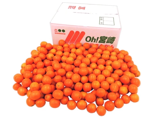 宮崎県 赤い金柑 =赤たま 紅王= 秀品 約4kg 大きさおまかせ きんかん予約 1月下旬以降