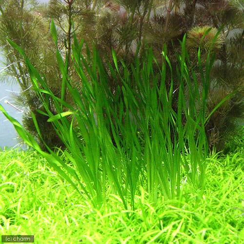 （水草）スクリューバリスネリア（無農薬）（４０株）　ＣＲＣ12―33―16―00―00