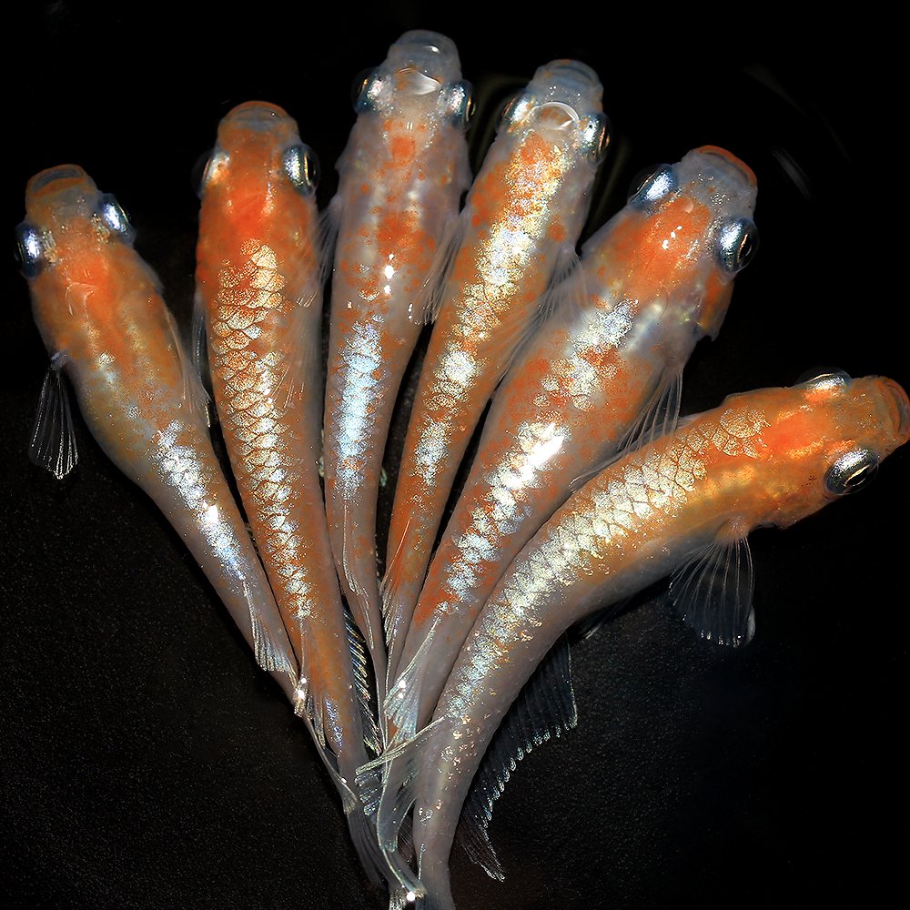 （めだか）レッドクリフメダカ　紅白タイプ　（３匹）　ＣＲＣ60―20―22―70―10