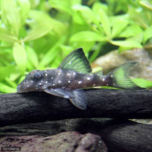 （熱帯魚）スノーベール・プレコ（ワイルド）（１匹）　北海道・九州航空便要保温　ＣＲＣ13―44―20―00―00