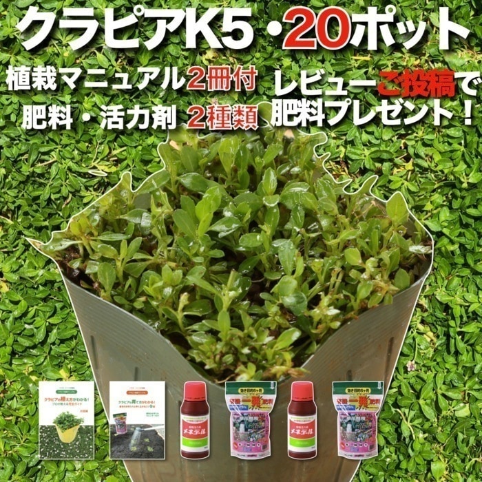 クラピア K5 (薄桃) 9cmポット苗 20鉢 すくすくセット 有機入り一発果菜肥料 メネデール セット