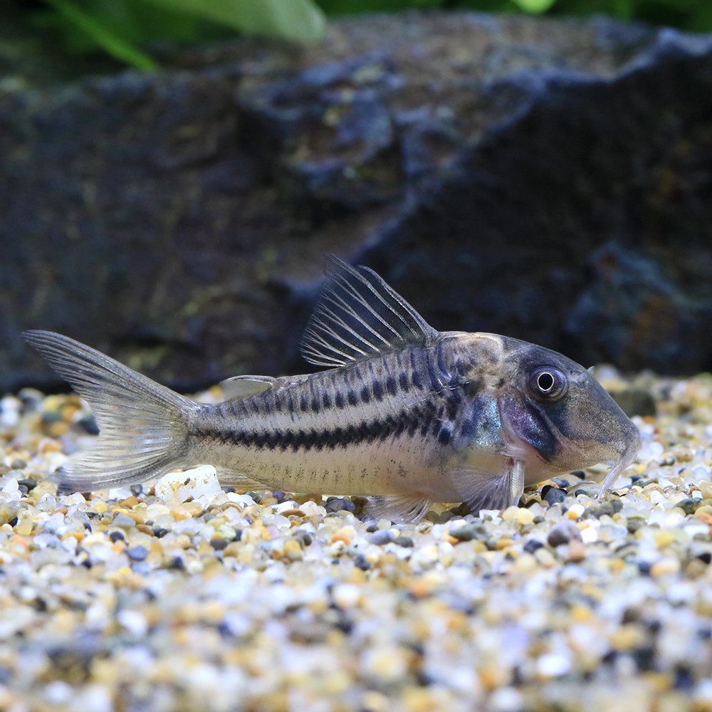 （熱帯魚）コリドラス・ロングノーズビファシアータス（ブリード）（１匹）　北海道・九州航空便要保温　ＣＲＣ13―36―50―00―00