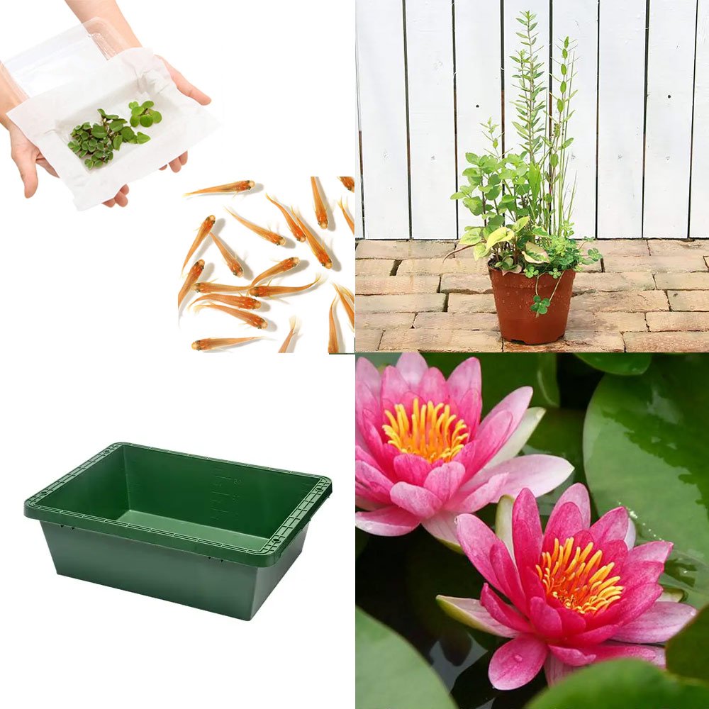 （ビオトープ）（めだか）本格派ビオトープセット　温帯性睡蓮（スイレン）（赤）　ヒメダカ付　説明書付　本州四国限定　ＣＲＣ15―10―20―10―40