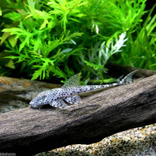 （熱帯魚）ハルッティアｓｐ．トカンチンス（１匹）　北海道・九州航空便要保温　ＣＲＣ13―40―20―00―00