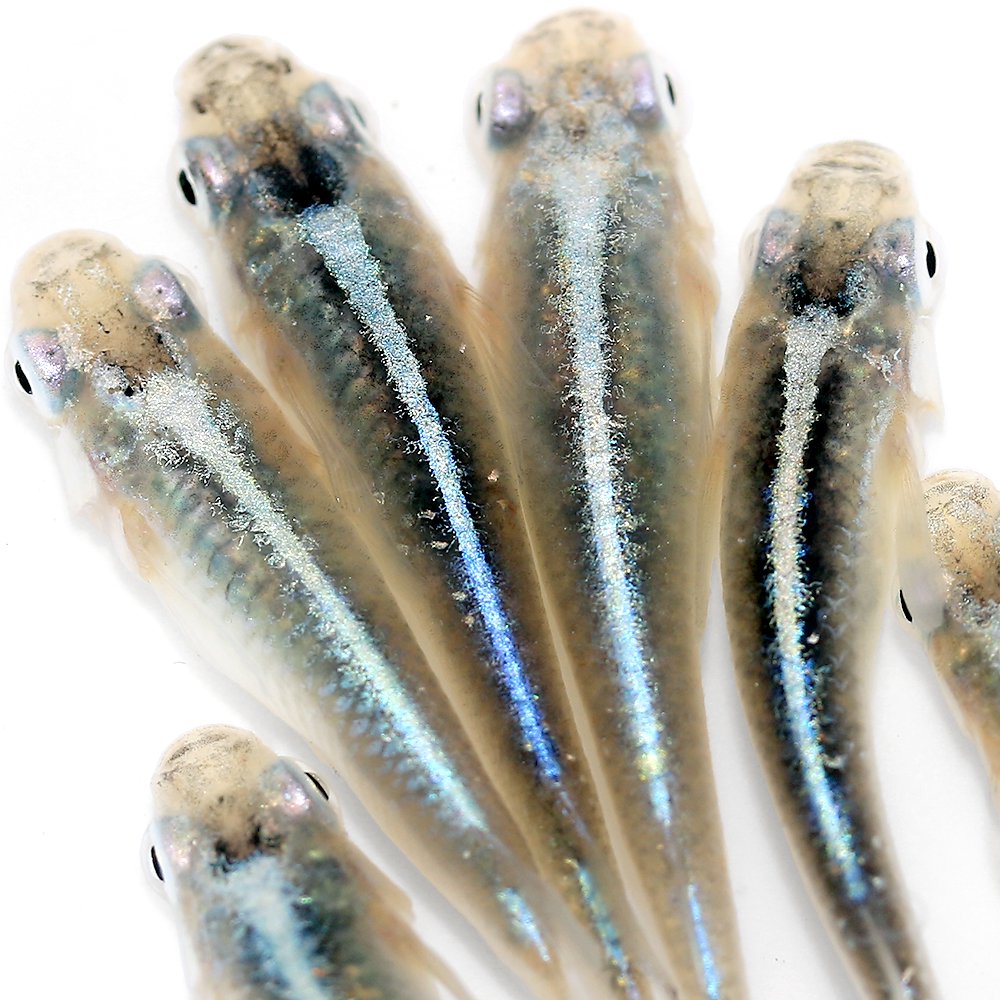 （めだか）サバの極みメダカ（１０匹）　ＣＲＣ60―20―22―80―00