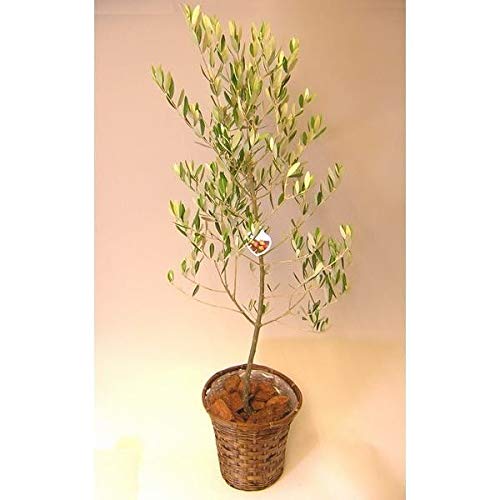 小豆島産 オリーブの木 olive-03